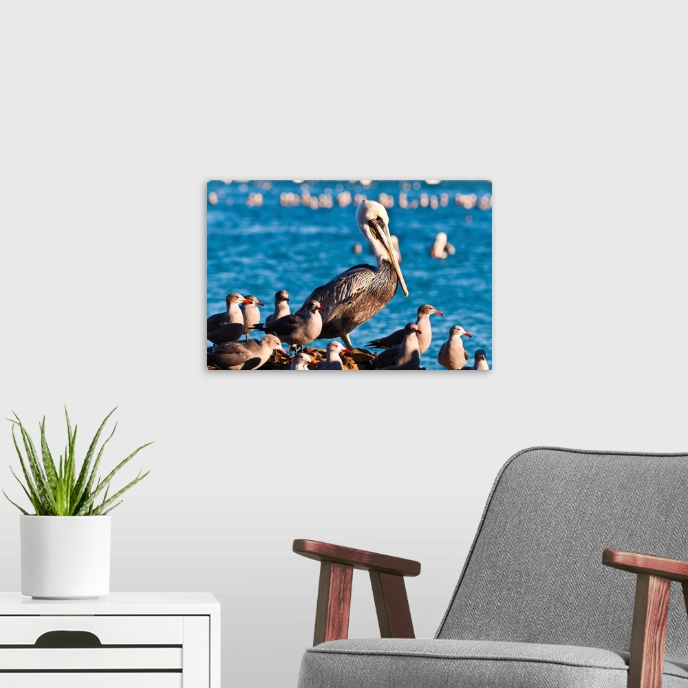 A modern room featuring California brown pelicans (Pelecanus occidentalis), Avila Beach, California USA.