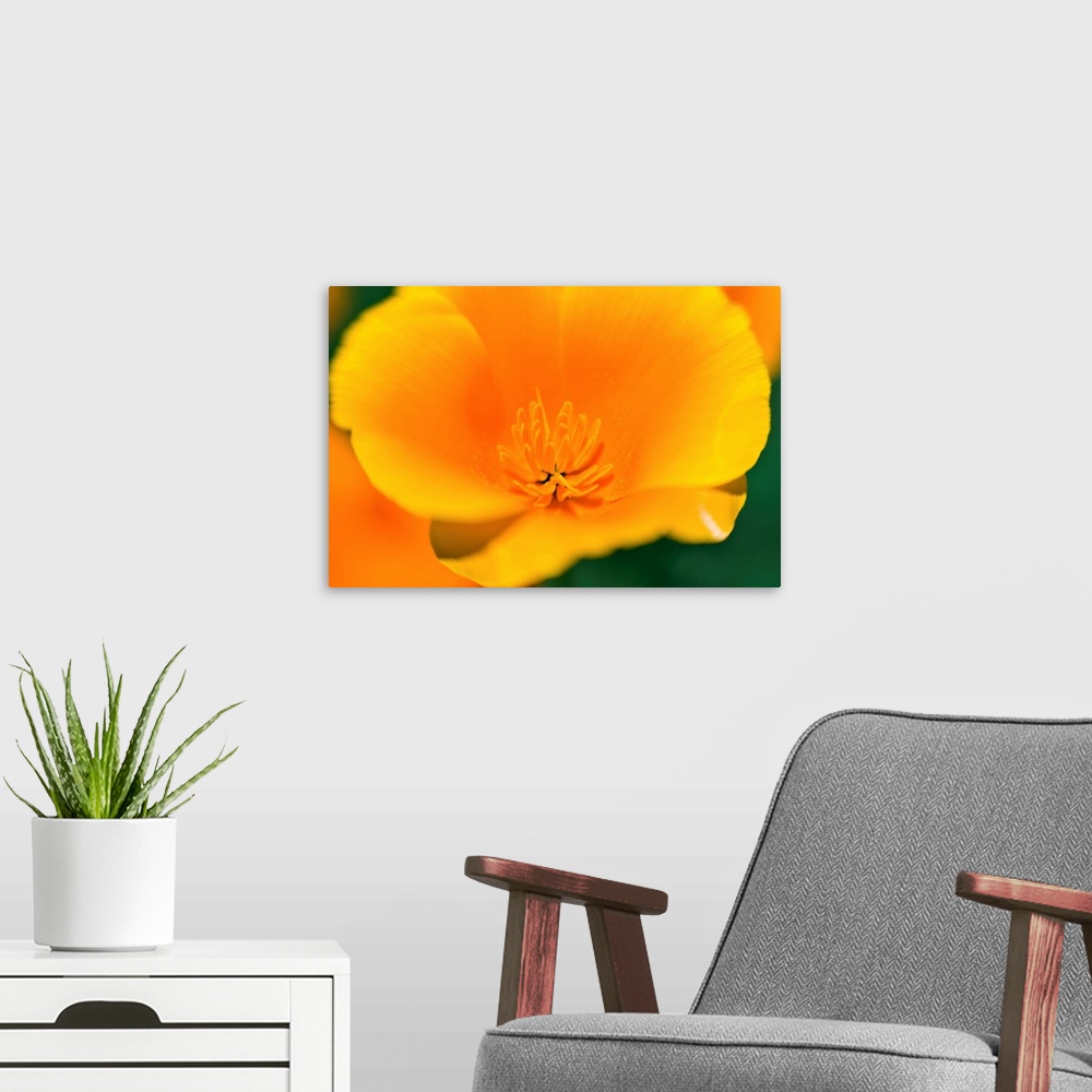 A modern room featuring California Poppy detail (Eschscholzia californica), Antelope Valley, California USA.