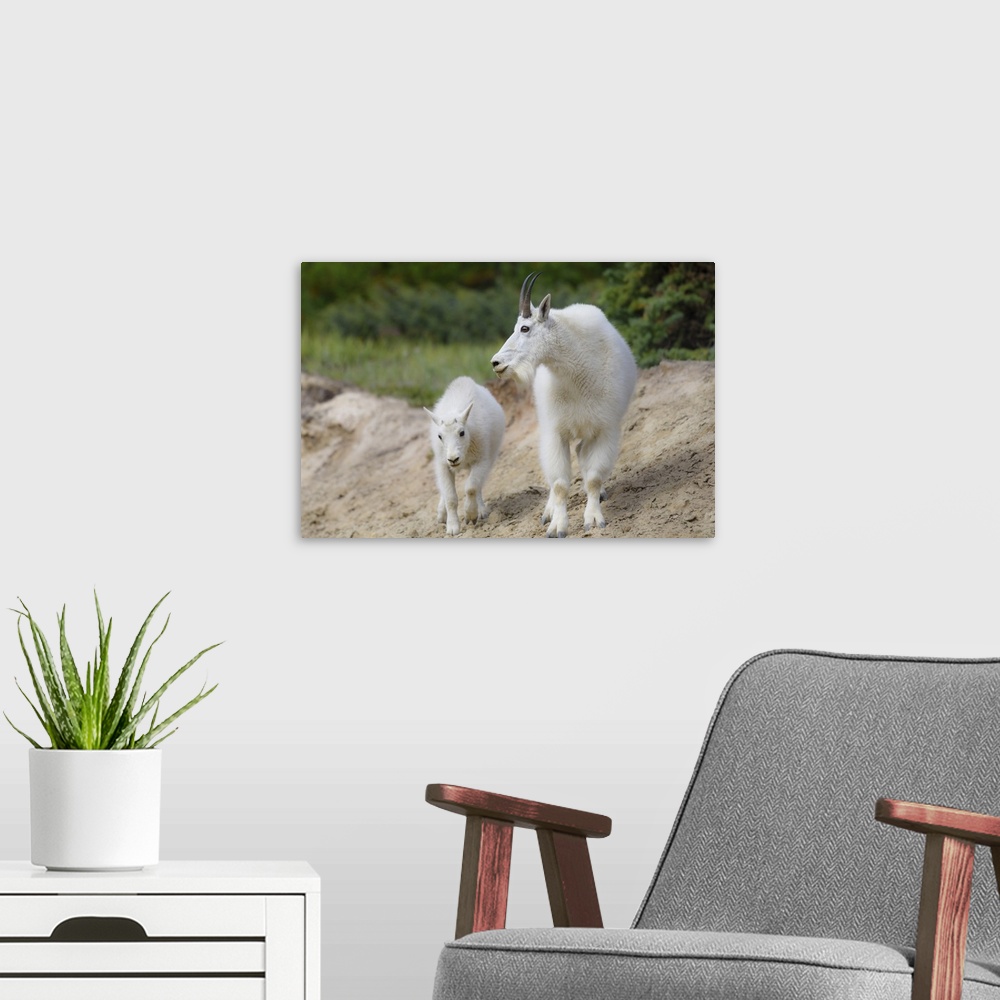 A modern room featuring Canada, Alberta, Jasper National Park. Mountain goat buck and kid.