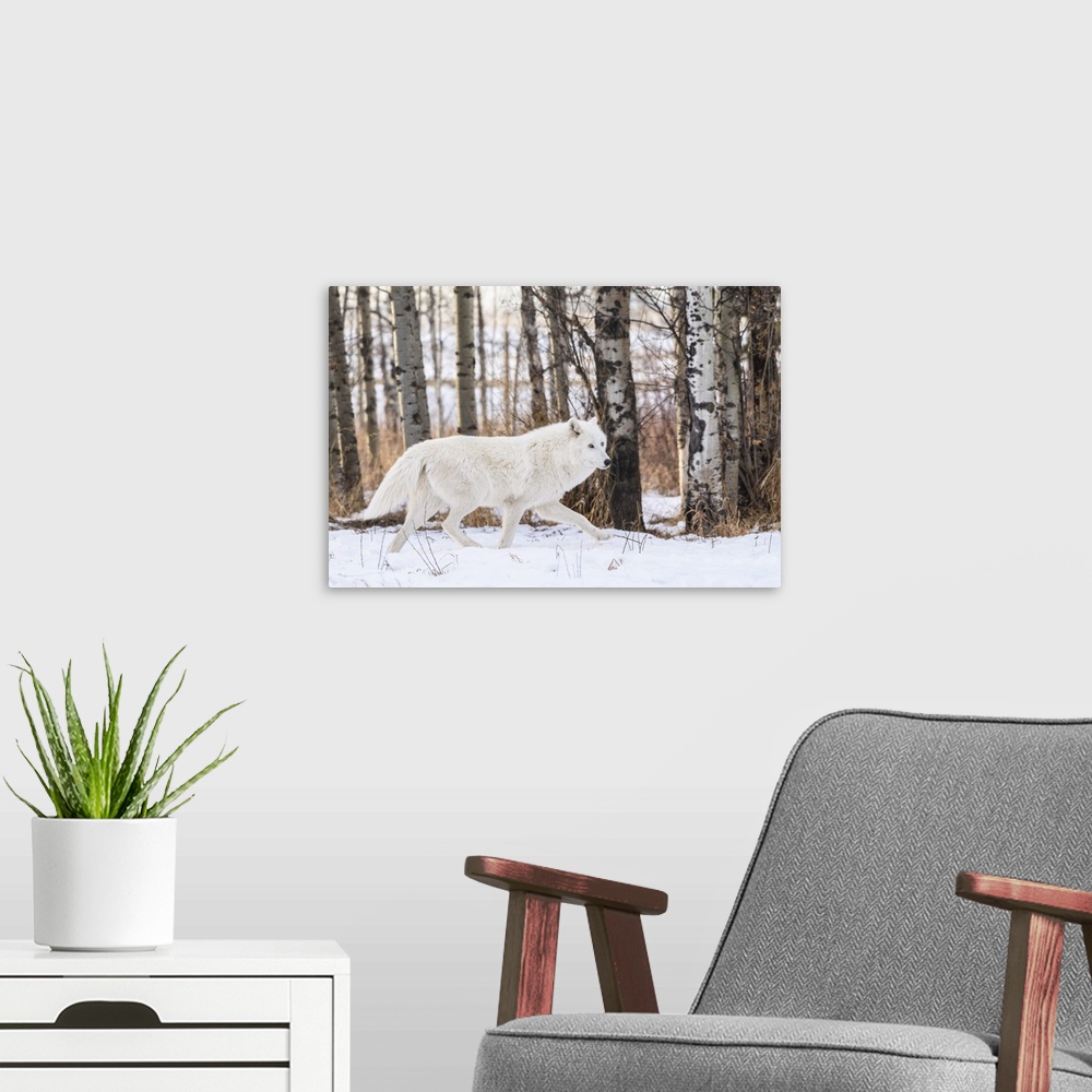 A modern room featuring Canada, Alberta, Yamnuska Wolfdog Sanctuary. White wolfdog.