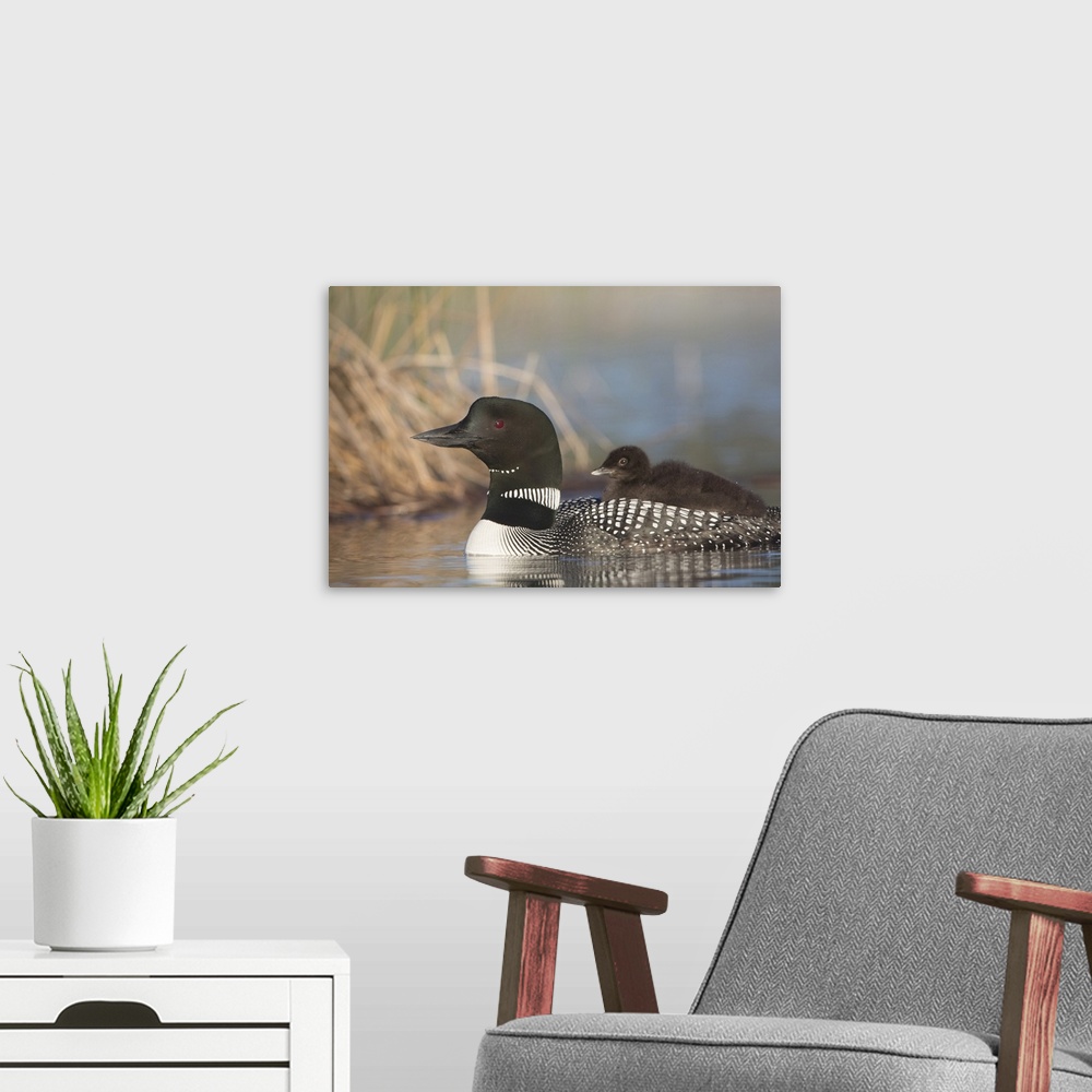 A modern room featuring Canada, British Columbia. Adult Common Loon  (Gavia immer) floats with a chick on its back.