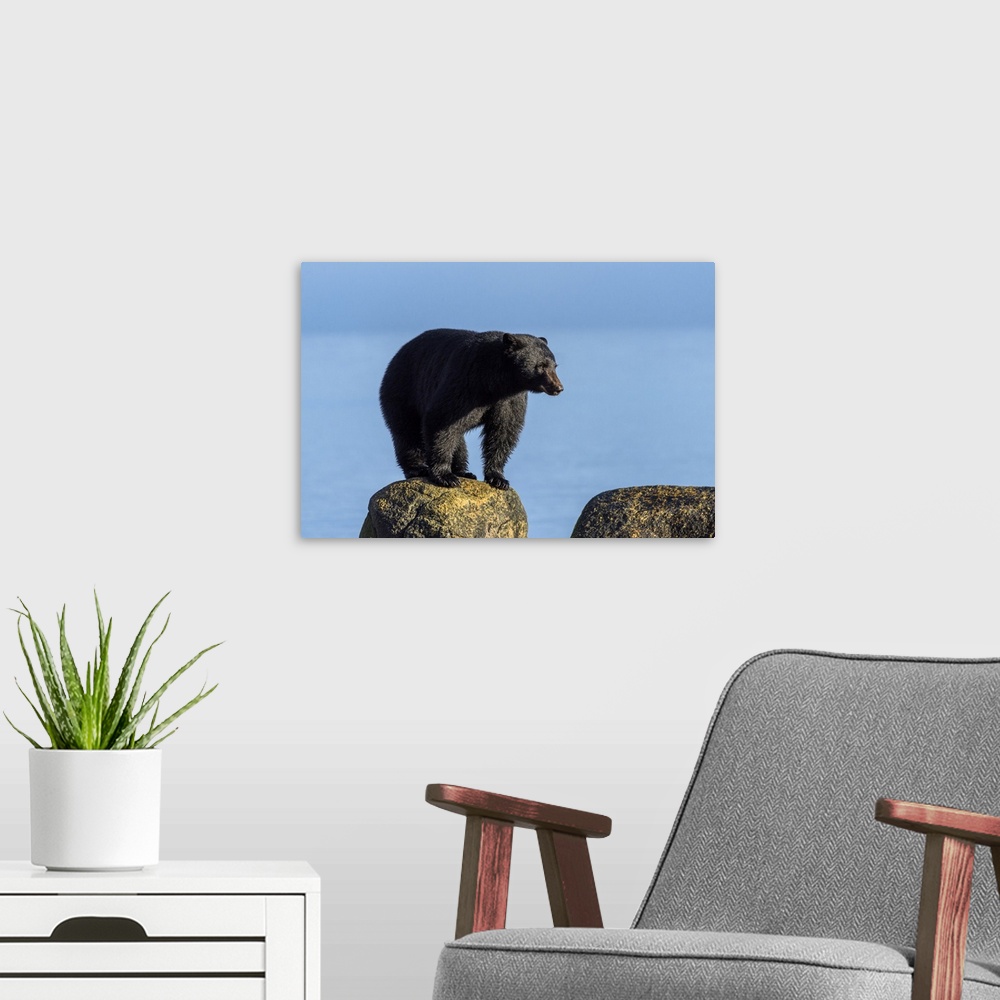 A modern room featuring Canada, British Columbia. Black bear at edge of estuary.