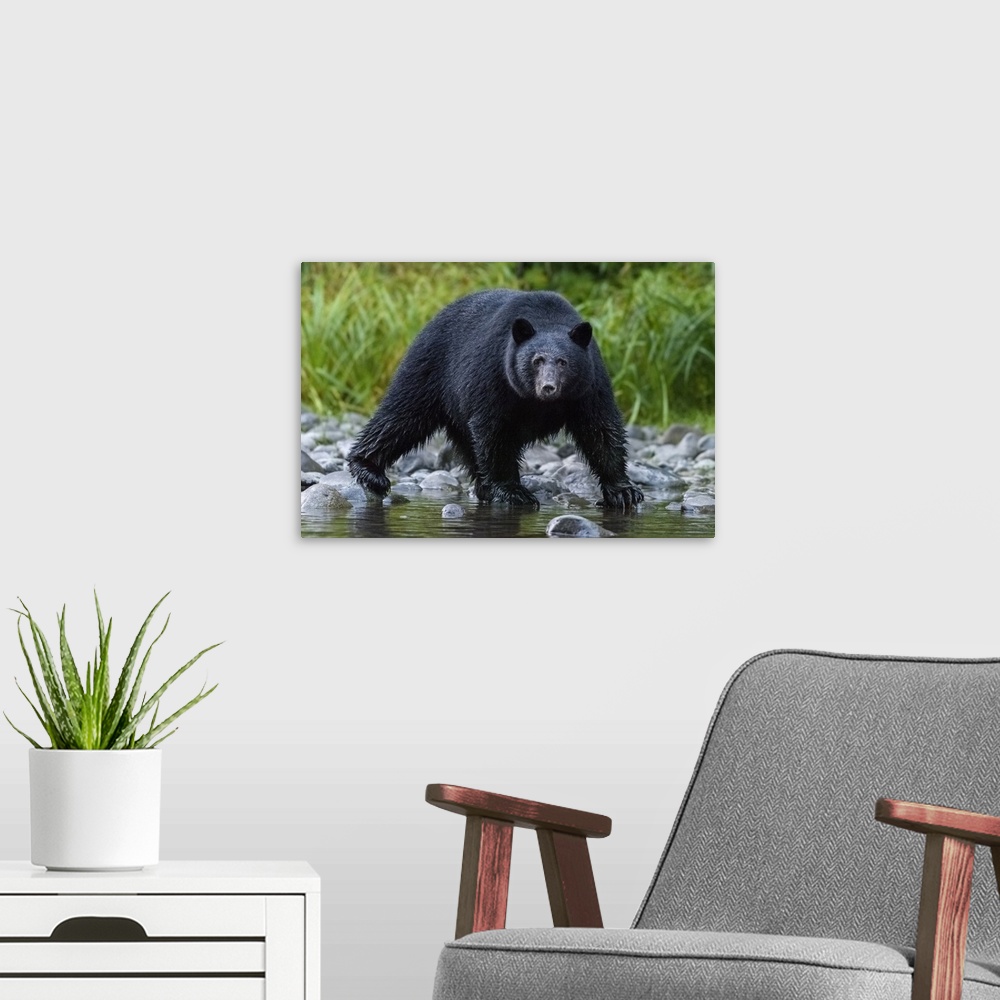 A modern room featuring Canada, British Columbia. Black bear searches for fish at rivers edge.
