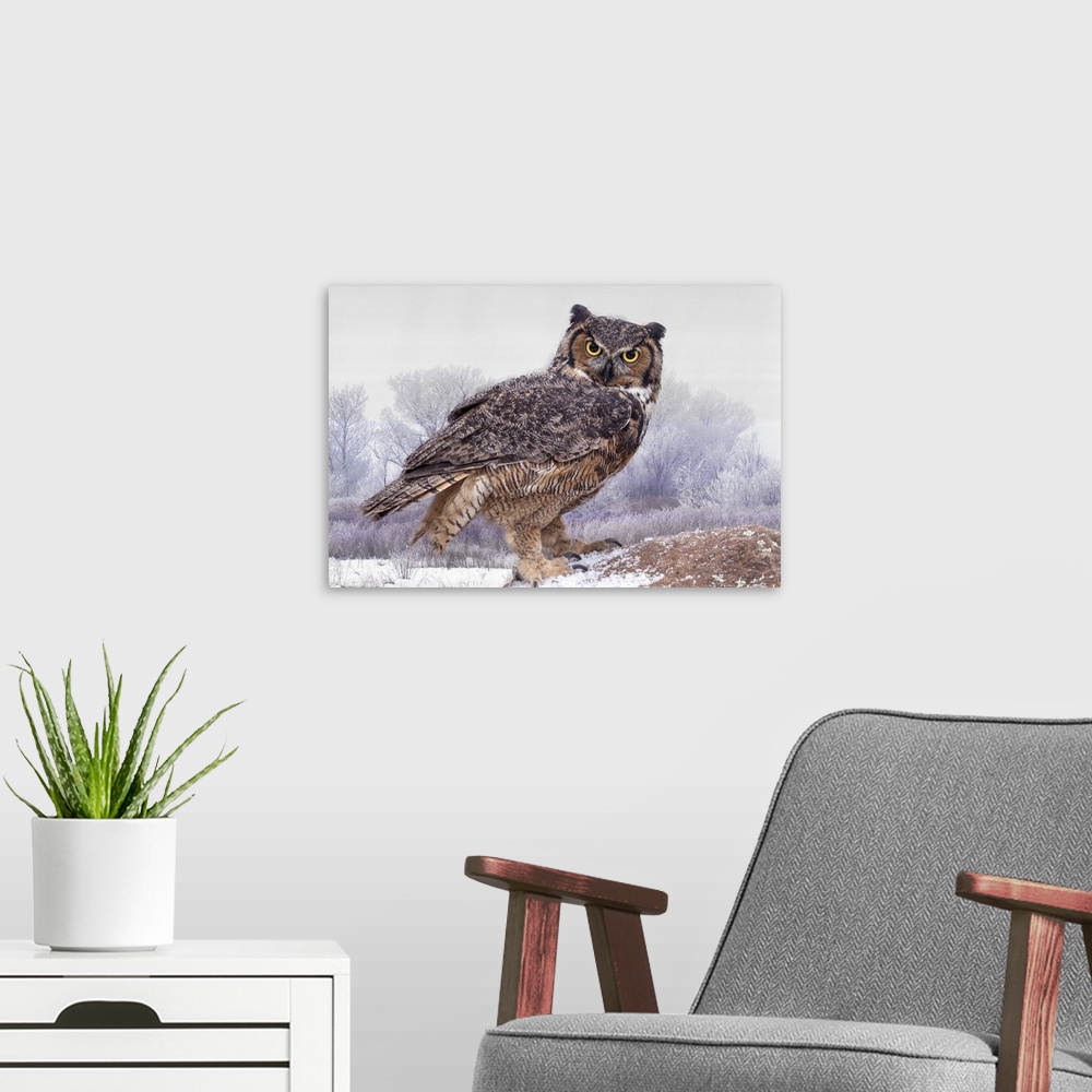 A modern room featuring Canada, Ontario. Great horned owl close-up.