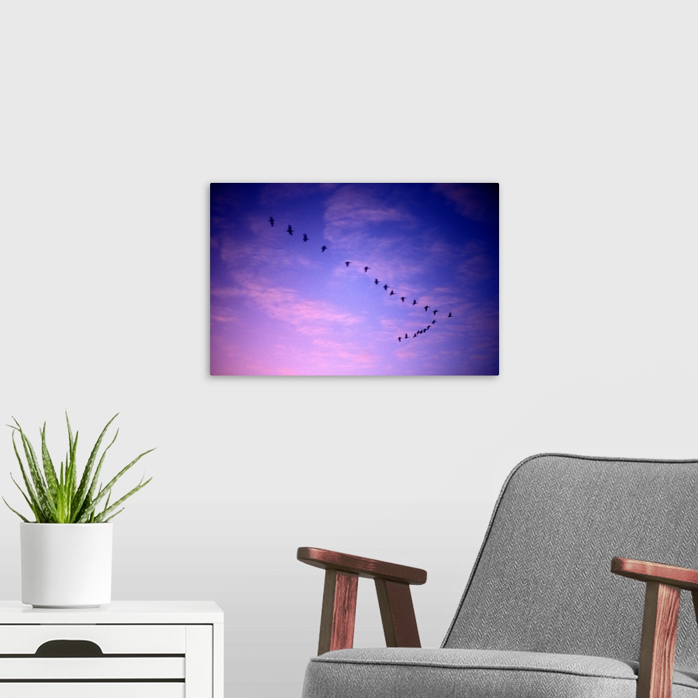A modern room featuring Canada, Saskatchewan, Canada Geese (Branta canadensis) fly past clouds lit by setting sun over Re...