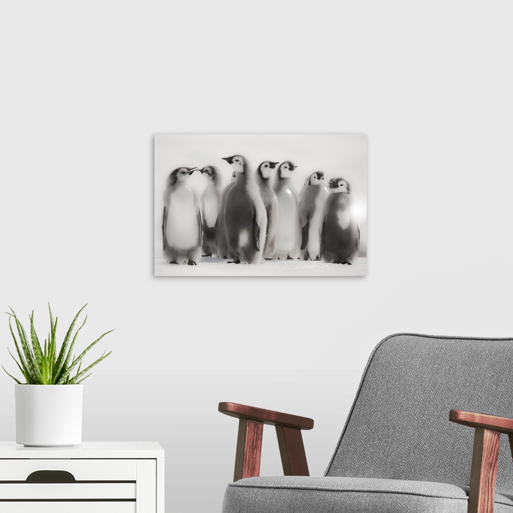 A modern room featuring Cape Washington, Antarctica. Emperor Penguin Chicks standing in formation.