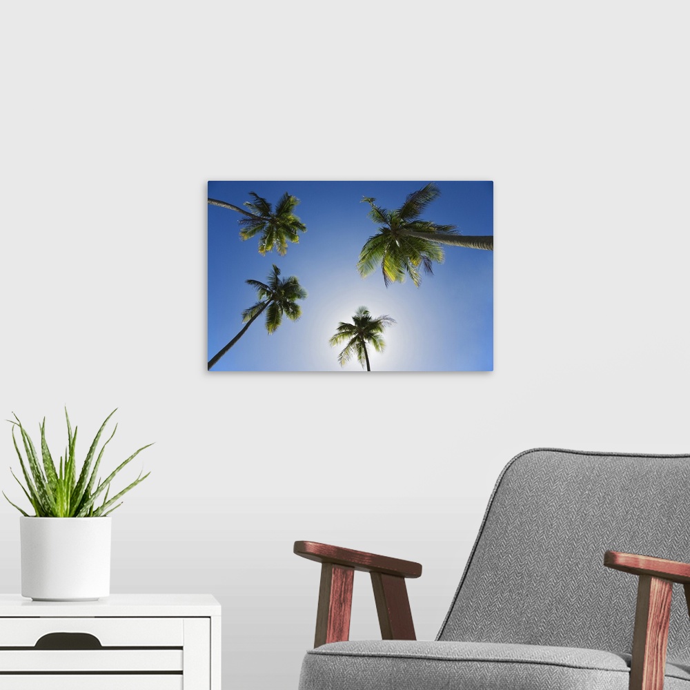 A modern room featuring Caribbean, Puerto Rico. Coconut palm trees at Luquillo Beach.