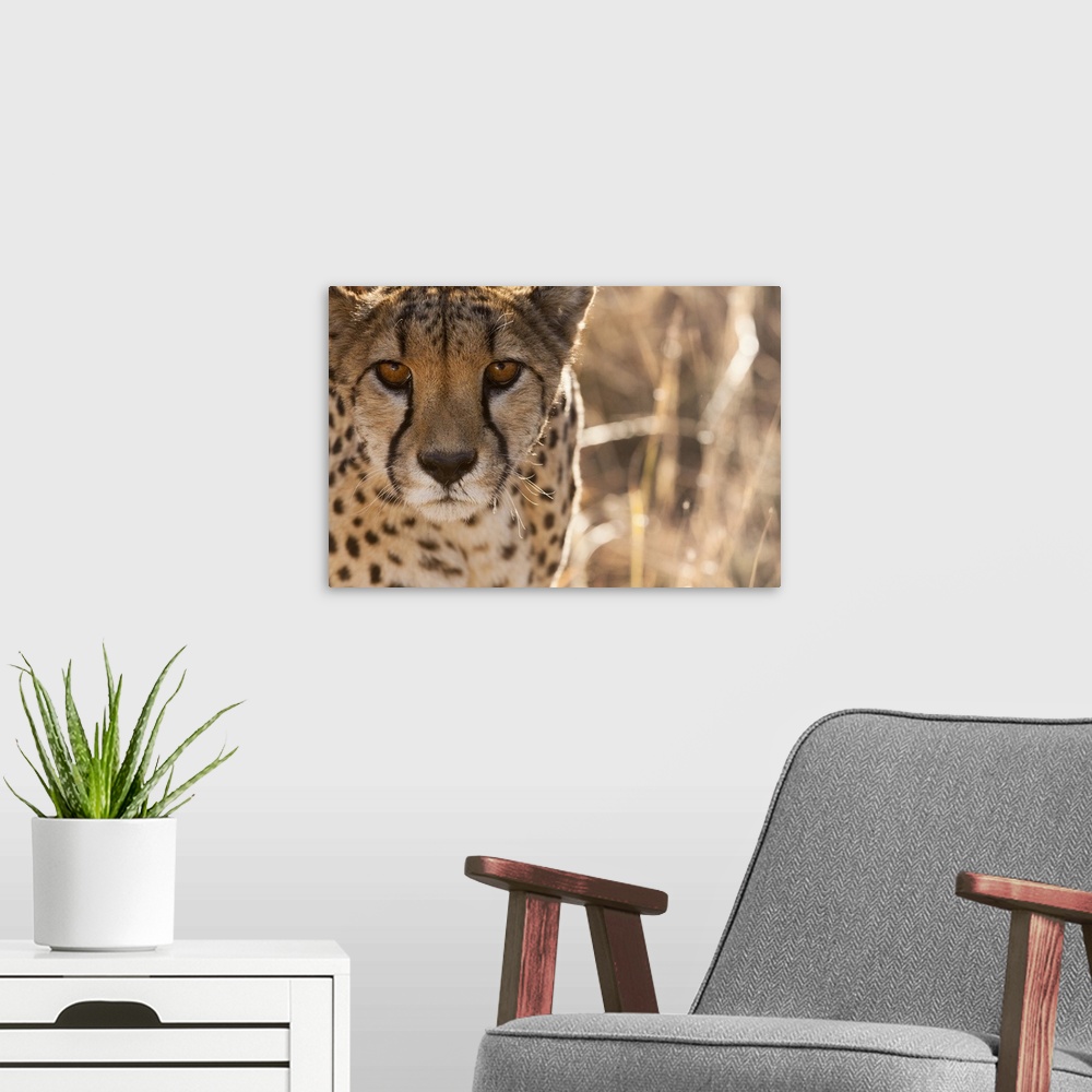 A modern room featuring Cheetah Conservation Fund, Namibia. Africa. Off-center close-up of a cheetah.