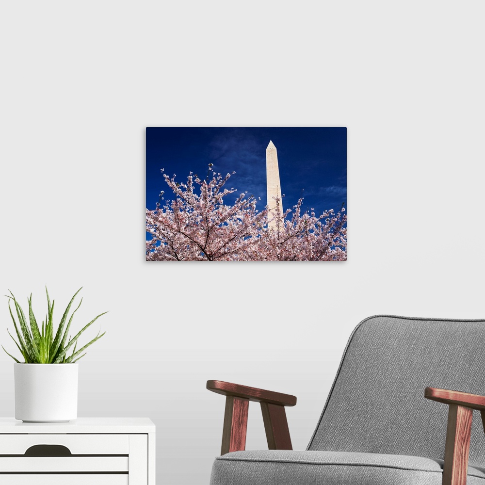 A modern room featuring Cherry blossoms under the Washington Monument, Washington, DC USA