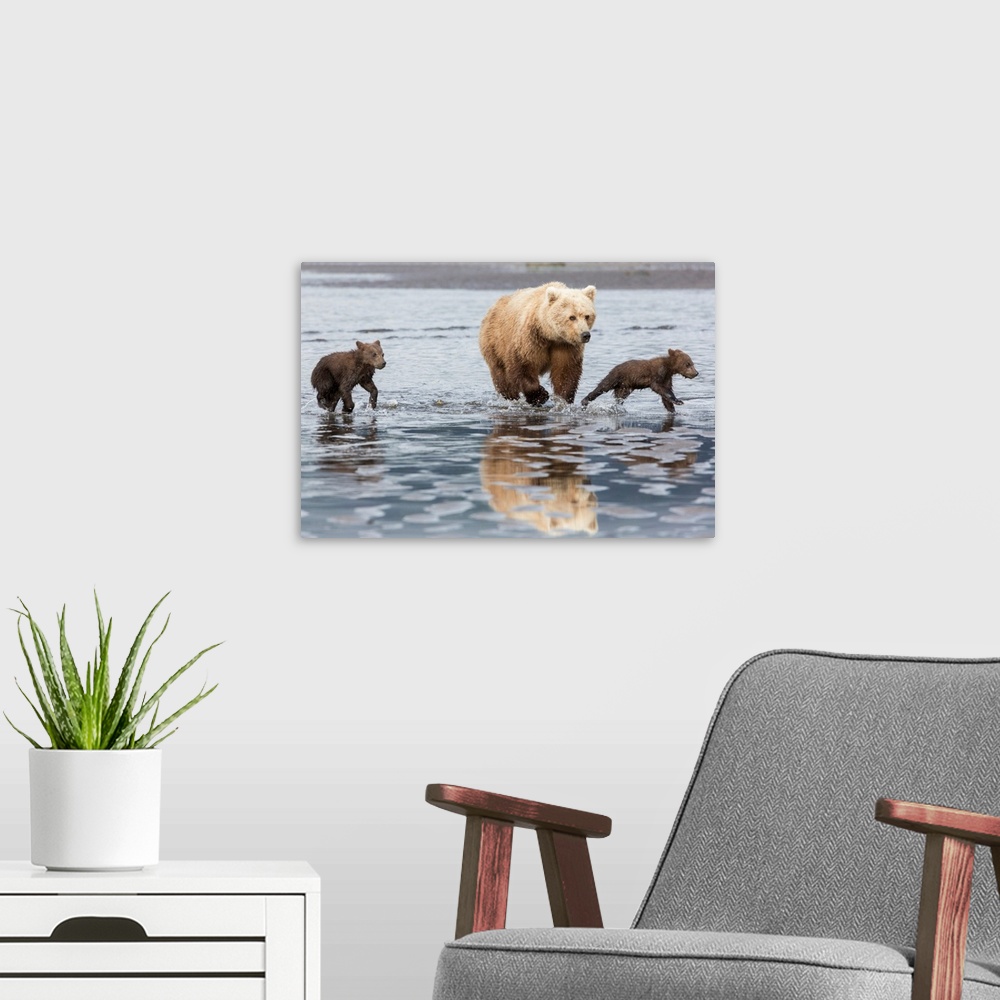 A modern room featuring Coastal Grizzly bear (ursus arctos) mother and cubs run across mud flat, Lake Clark National Park...