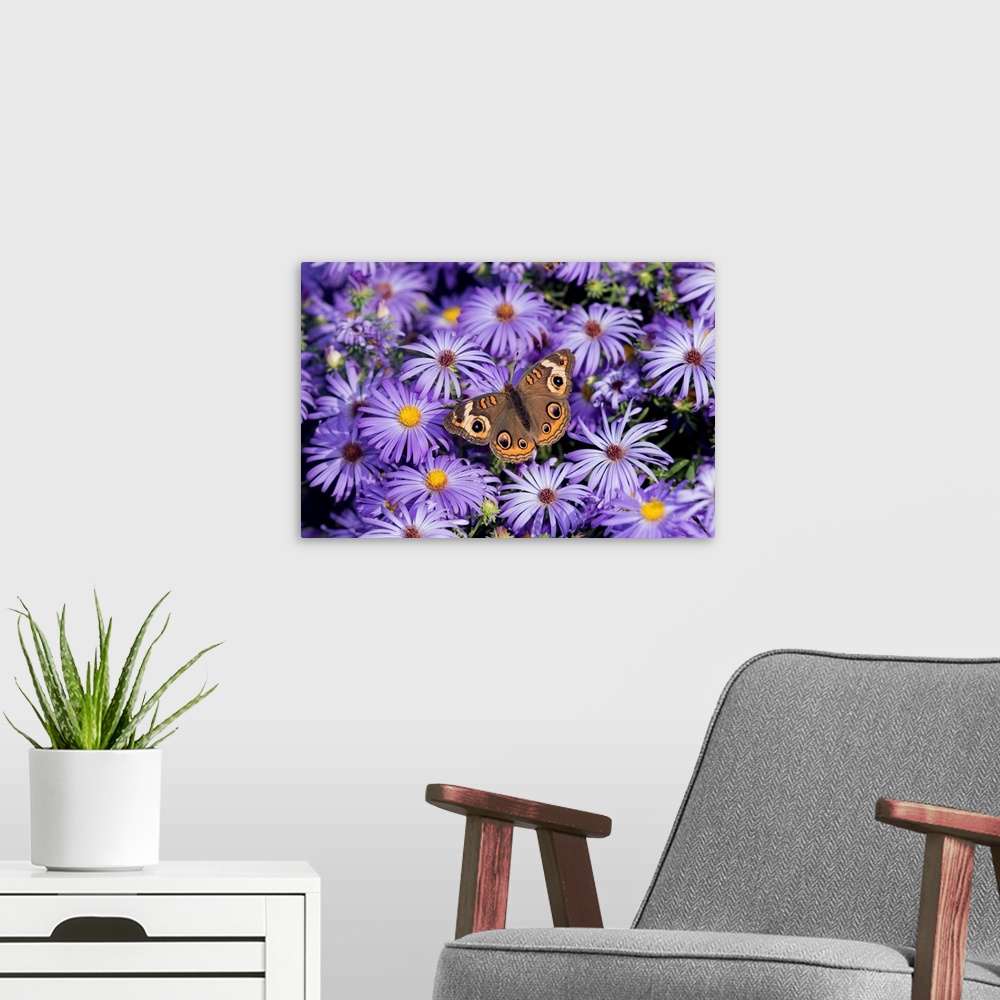 A modern room featuring Common Buckeye (Junonia coenia) on Frikart's Aster (Aster frikartii) Marion Co. IL