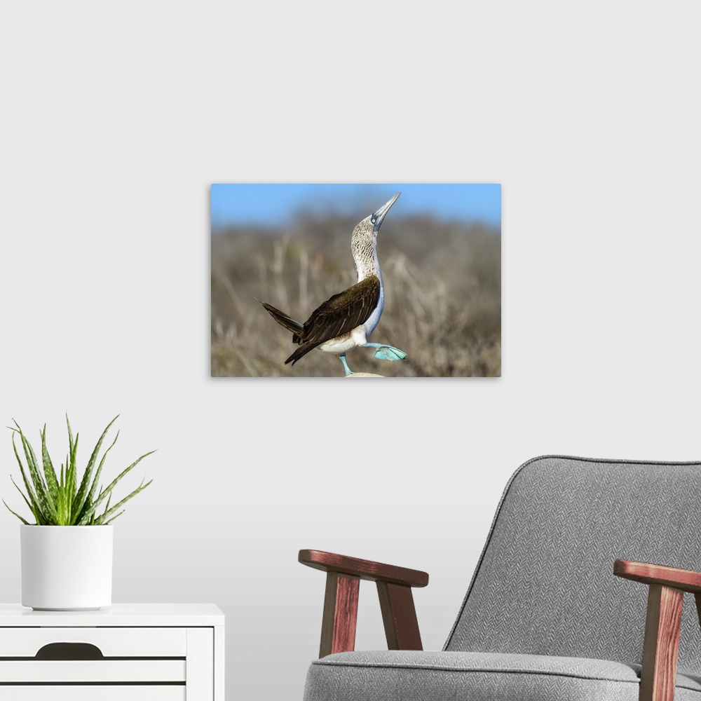 A modern room featuring Ecuador, Galapagos Islands, North Seymour Island. Blue-footed booby preforming mating dance.