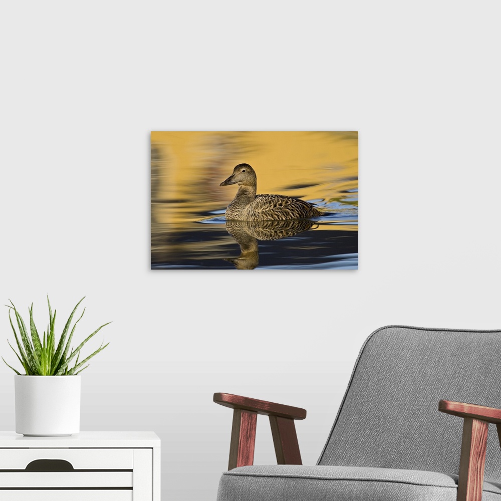 A modern room featuring Eider female swims in pond near Snaefellsness, Iceland