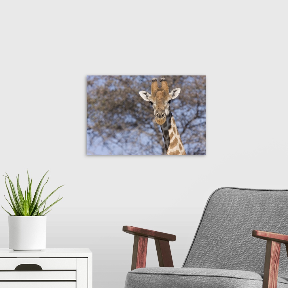 A modern room featuring Etosha National Park, Namibia. Cloe-up of a giraffe.