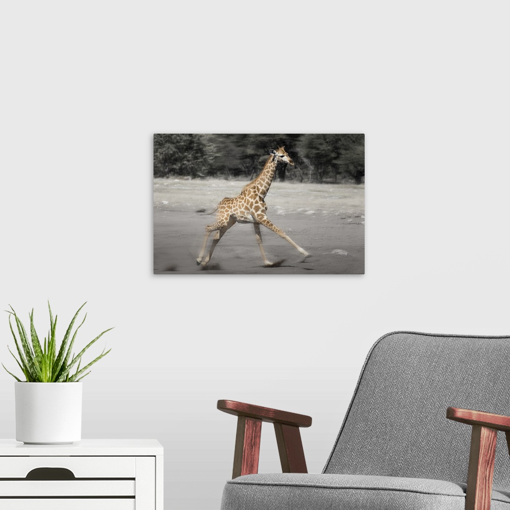 A modern room featuring Etosha National Park, Namibia. Young Giraffe running. Digitally Altered.