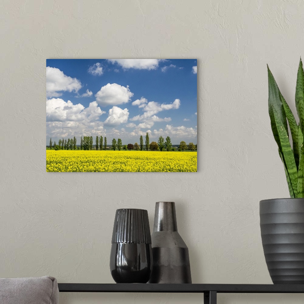 A modern room featuring Europe, Czech Republic. Canola field and tree line.