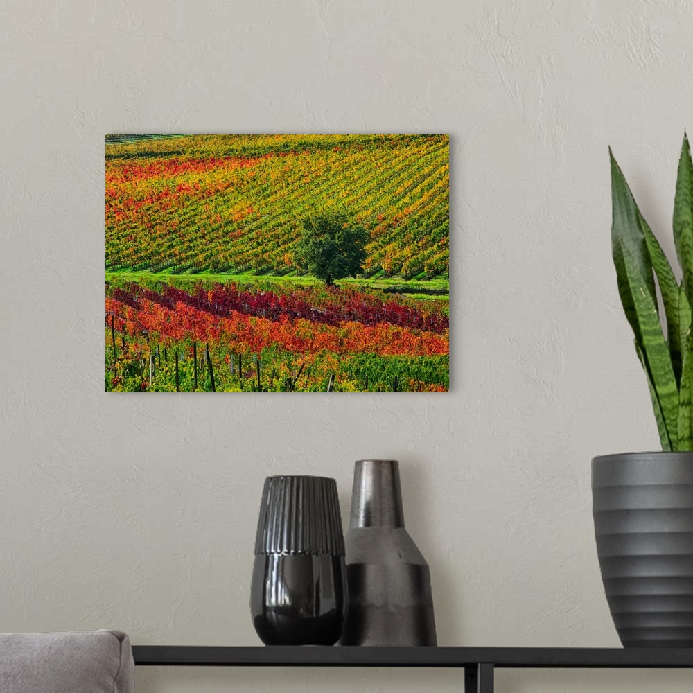 A modern room featuring Europe, Italy' Montepulciano, Autumn Vinyards in full color near Montepulciano.