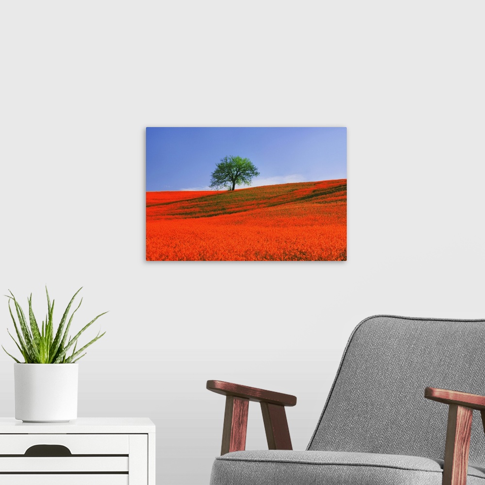 A modern room featuring Europe, Italy, Tuscany. Abstract of oak tree on red flower-covered hillside.