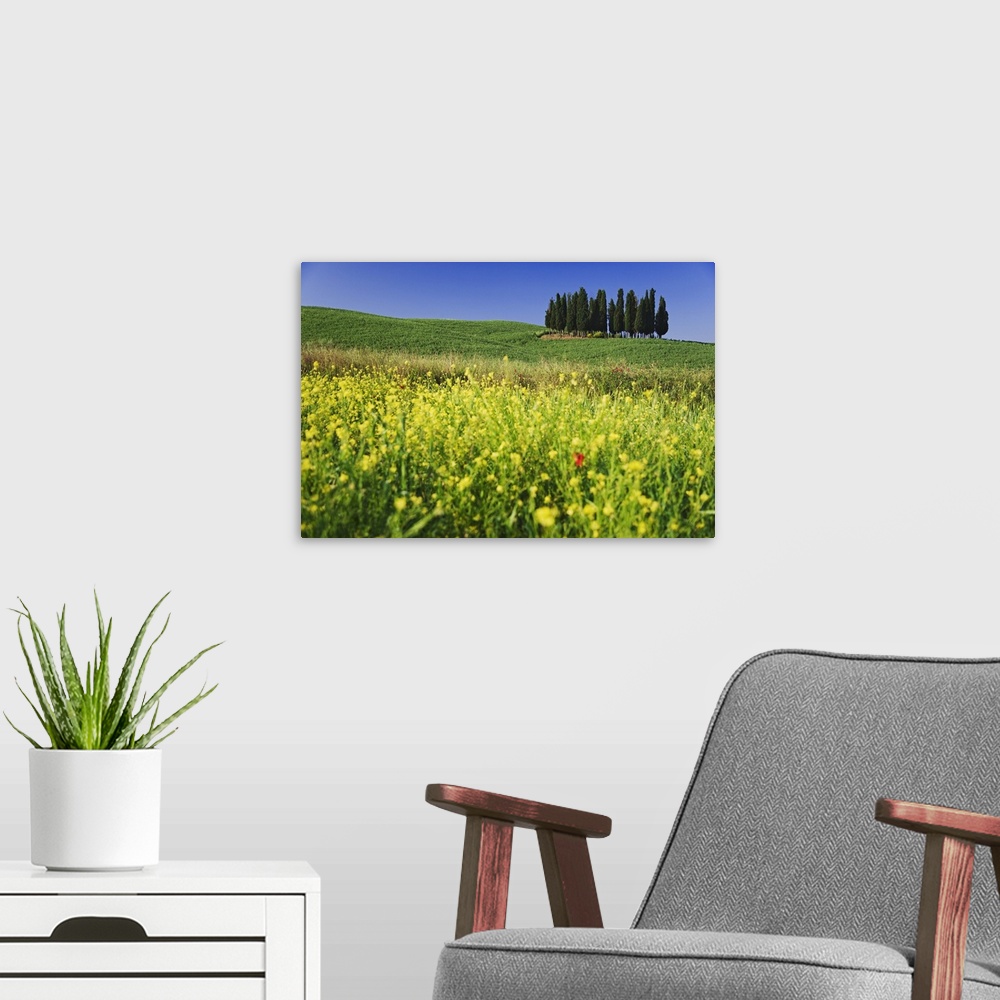 A modern room featuring Europe, Italy, Tuscany. Cypress trees and wildflowers on hill.