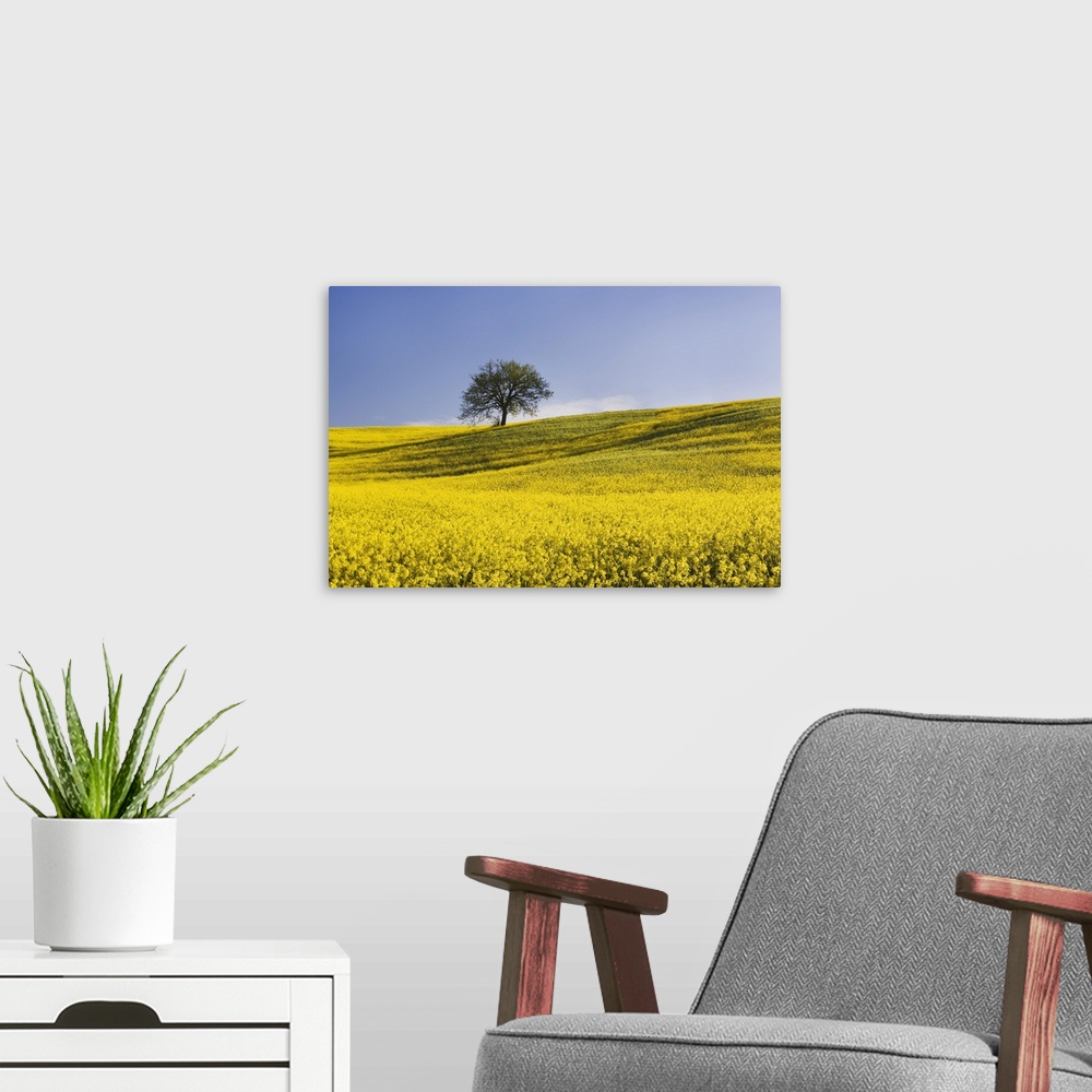 A modern room featuring Europe, Italy, Tuscany. Lone oak tree on flower-covered hillside.