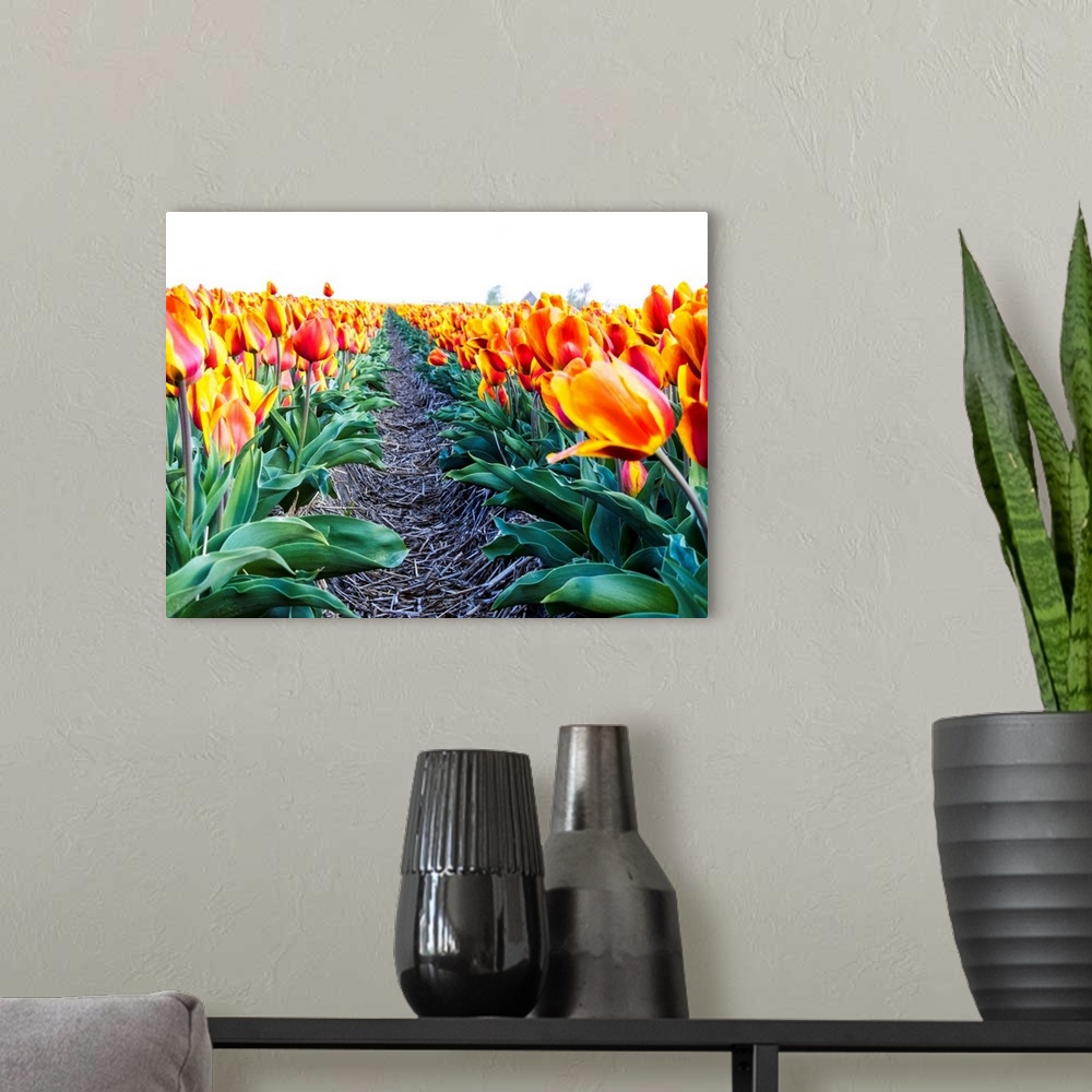A modern room featuring Europe, Netherlands, Nord Holland, Tulip Row of bright Orange and Yellow Tulips.