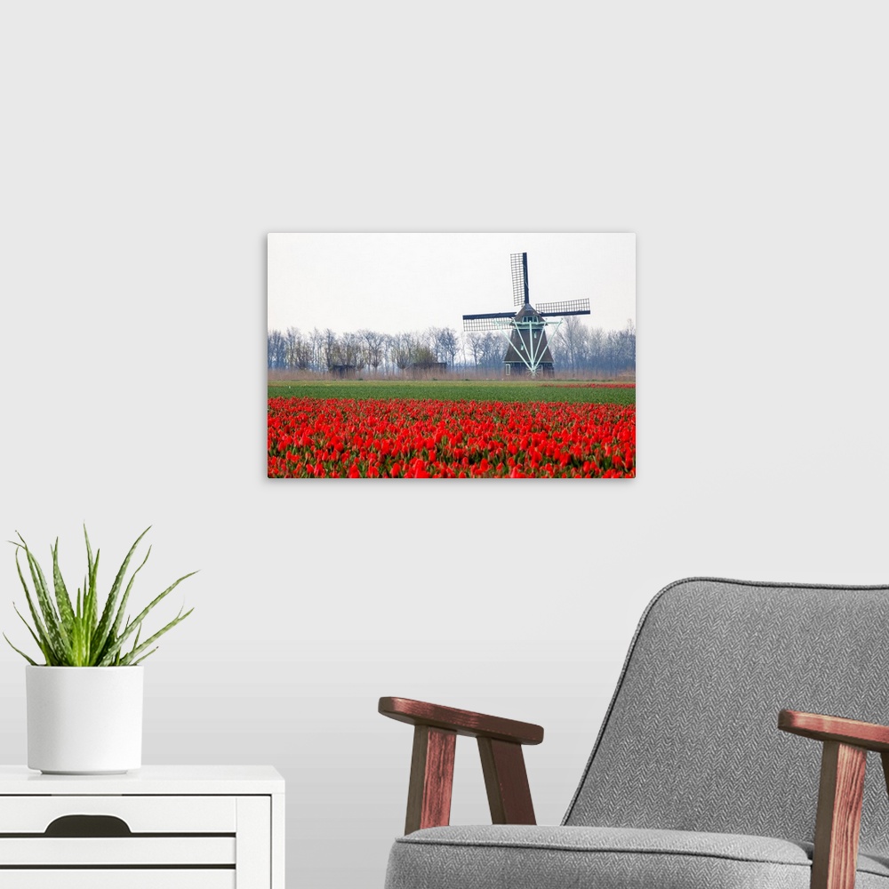 A modern room featuring Europe, Netherlands, Old Wooden Windmill in a Field of Red Tulips.