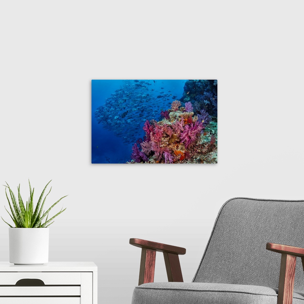 A modern room featuring Fiji. Reefscape with coral and black snapper fish.