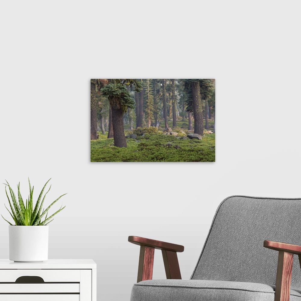 A modern room featuring Forest, Lassen Volcanic National Park, Mount Lassen, California, USA.