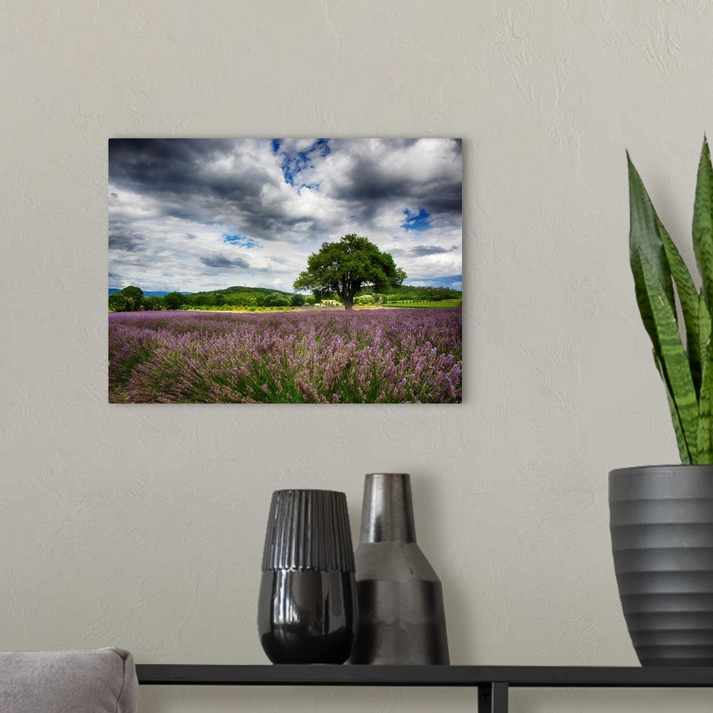 A modern room featuring France, Provence, Lone Tree in Lavender Field.