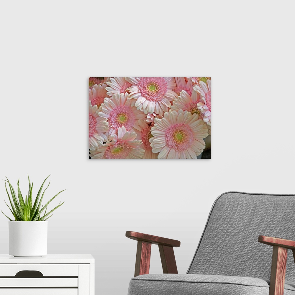 A modern room featuring Full frame of pink gerbera daisies at the Bloemenmarket