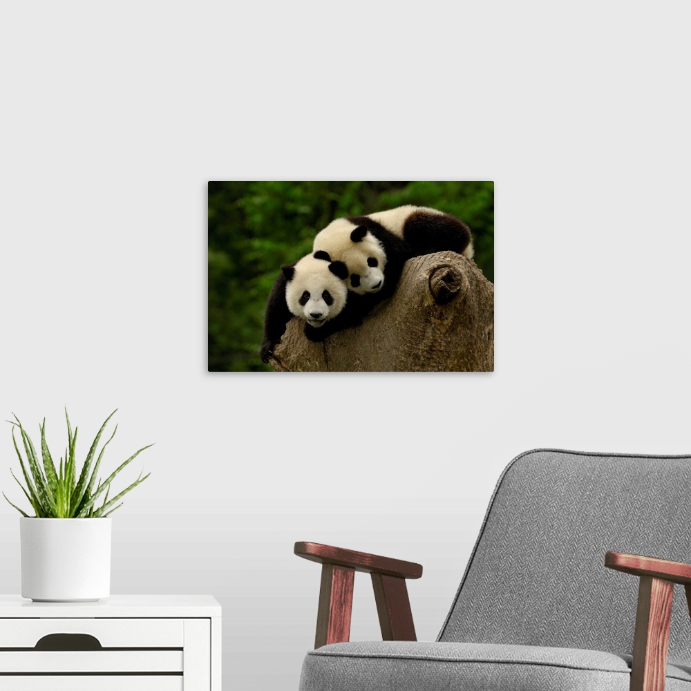 A modern room featuring Giant panda babies (Ailuropoda melanoleuca) Family: Ailuropodidae. Wolong China Conservation and ...