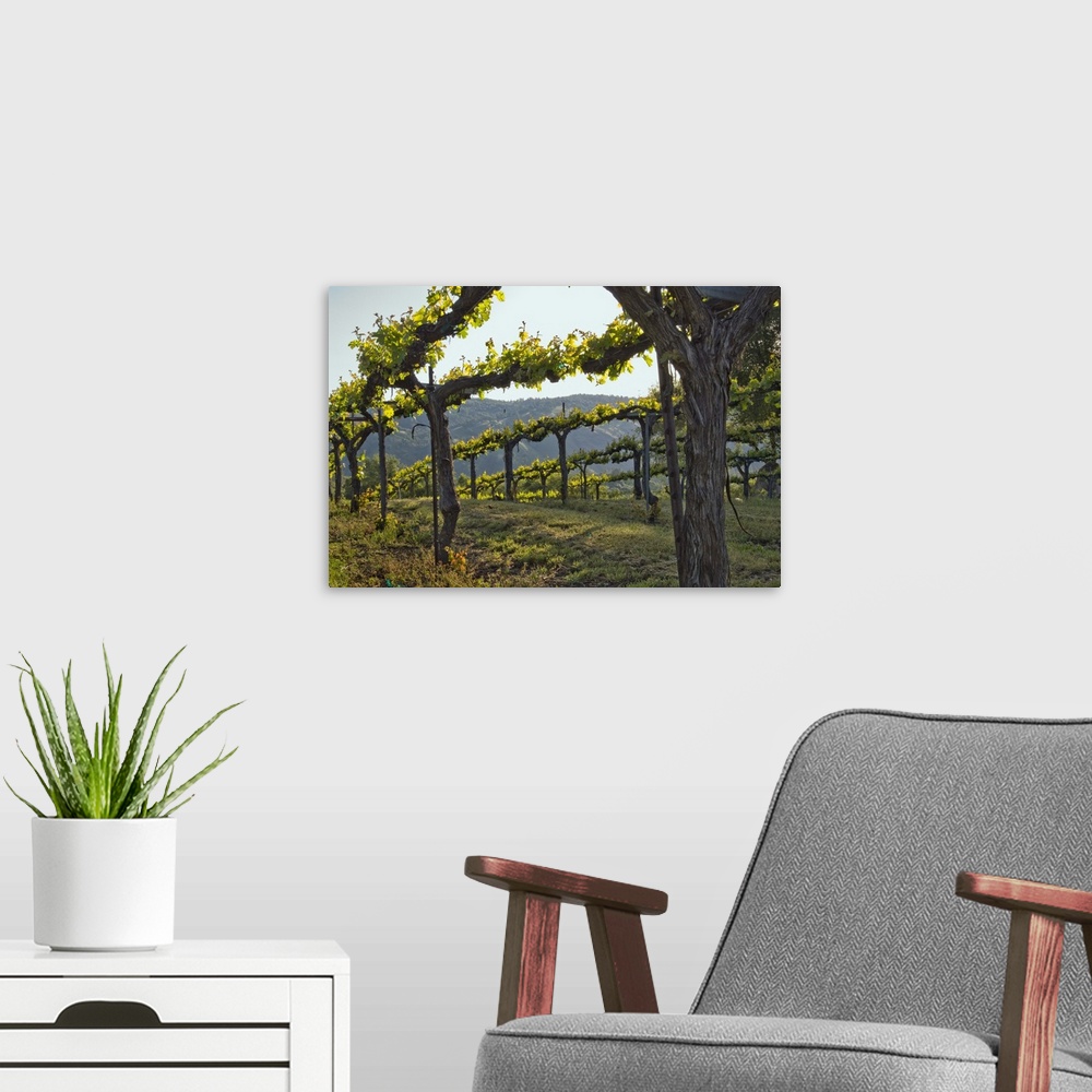A modern room featuring Close up of vines at Gold Hill Vineyard and Brewery above American River Canyon, El Dorado county...