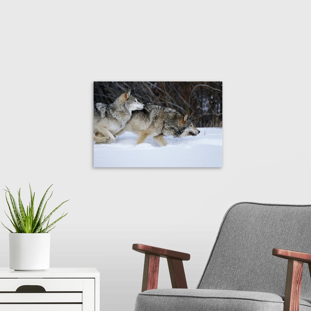 A modern room featuring Gray Wolves (Canis lupis) running in snow in winter, MT (Captive Animal)