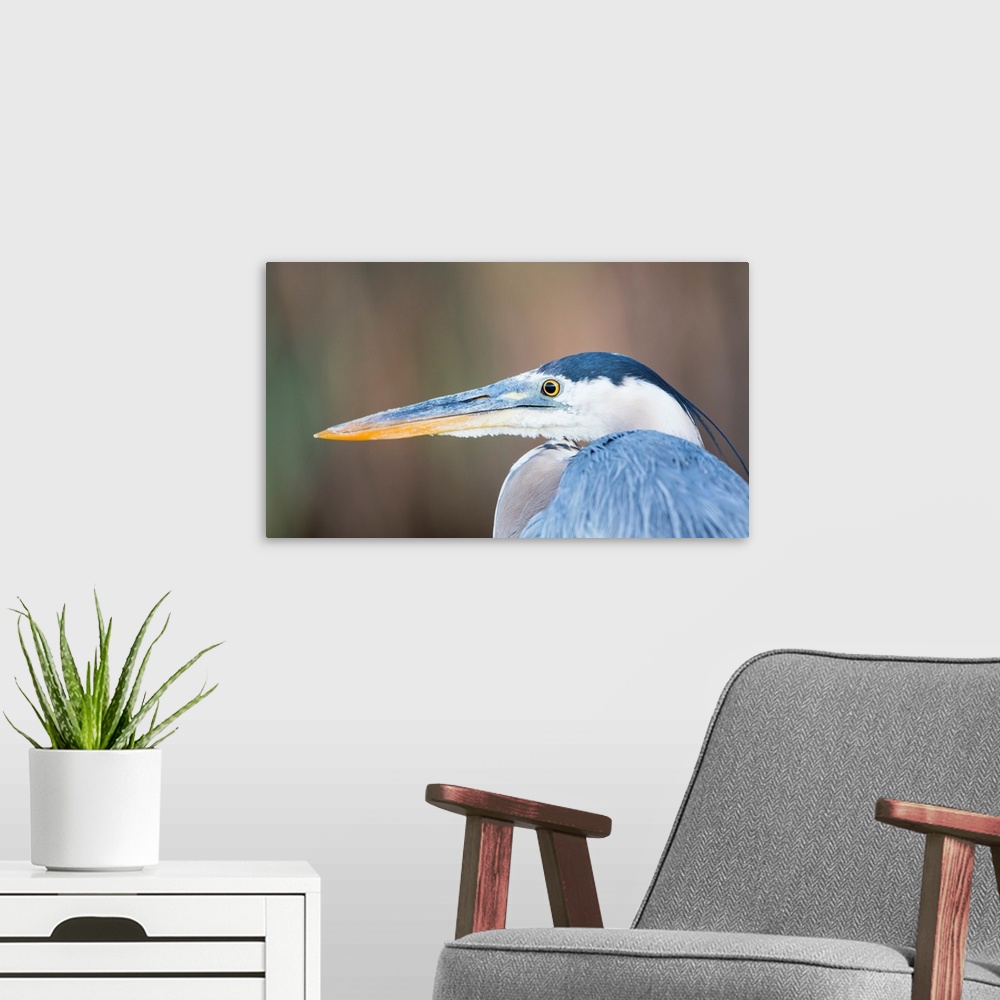 A modern room featuring USA, Wyoming, Sublette County, Pinedale, Great Blue Heron portrait taken in July 2015 on a wetlan...