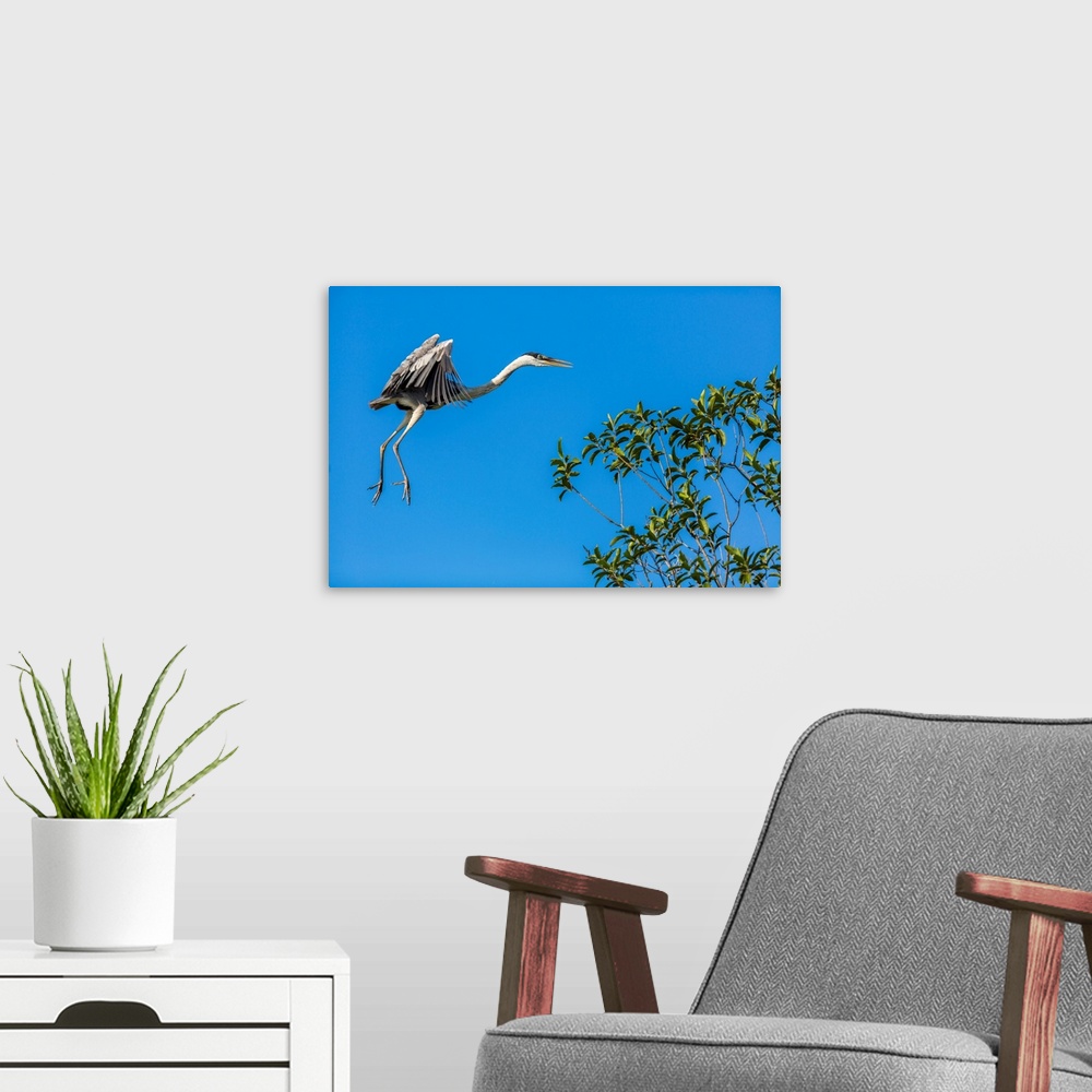 A modern room featuring Great Blue Heron prepares to land on a tree over the Brazilian Pantanal with blue sky in the back...