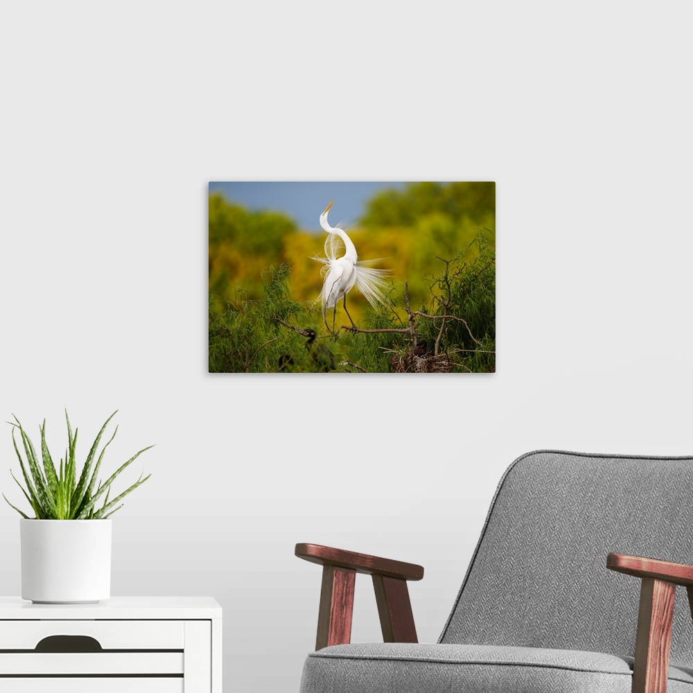 A modern room featuring Great Egret (Ardea alba) adult displaying