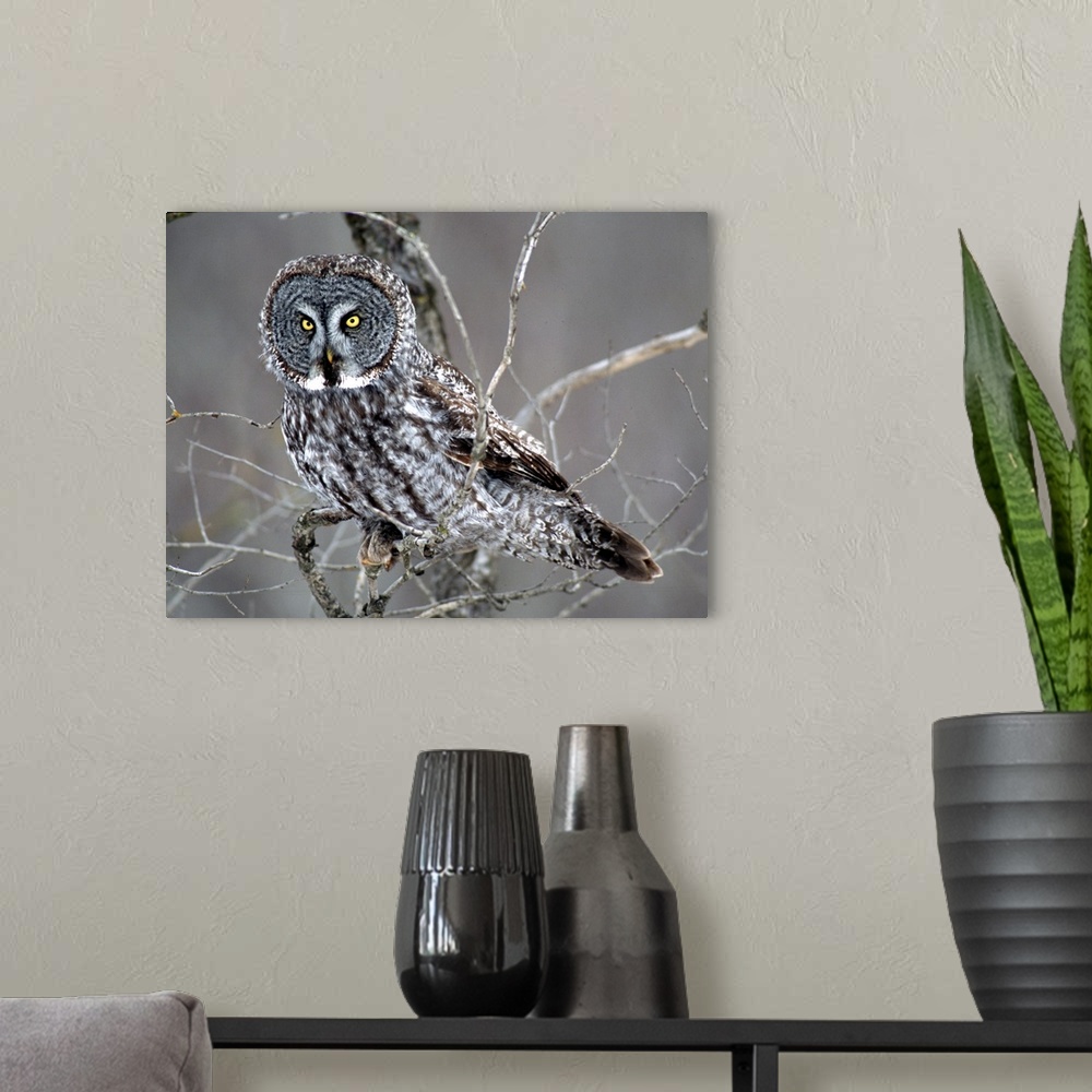 A modern room featuring Great Gray Owl near Cotton, MN, perched in a bush