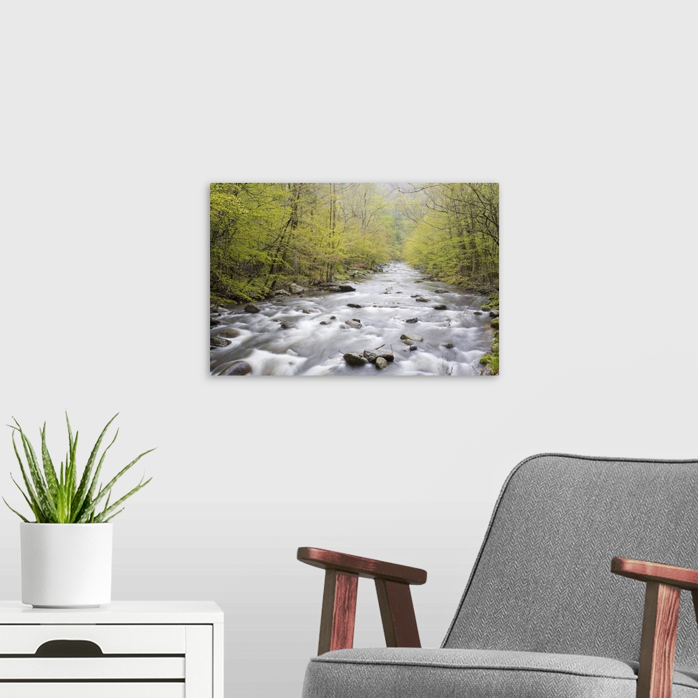 A modern room featuring Middle Prong of the Little River in spring, Tremont Area, Great Smoky Mountain National Park, TN