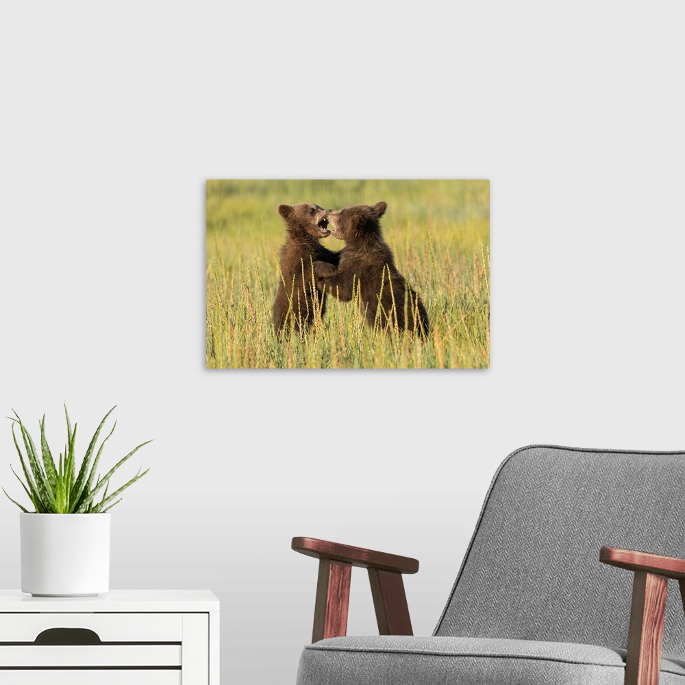 A modern room featuring Grizzly bear cubs (ursus arctos) playfight in a meadow.