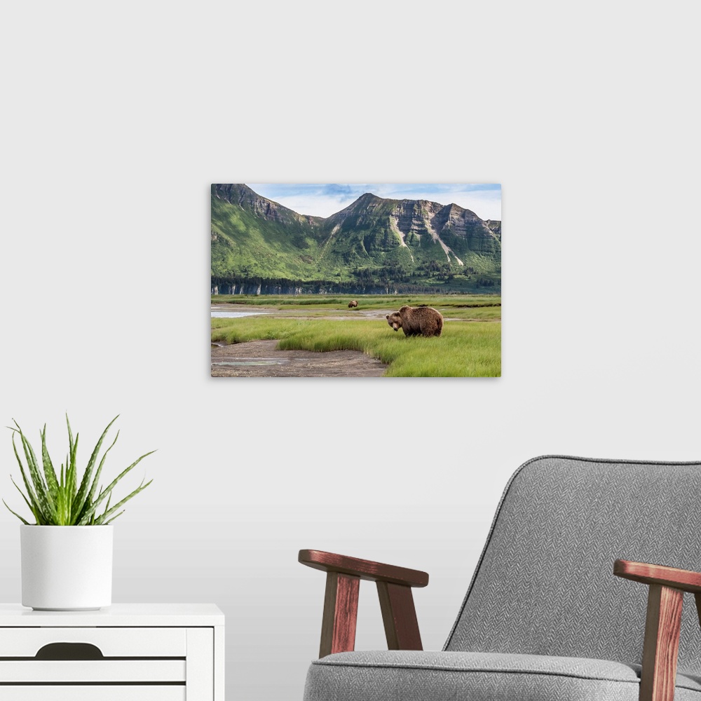 A modern room featuring North America, USA, Alaska, Katmai National Park, Hallo Bay. Coastal Brown Bear, Grizzly, Ursus a...