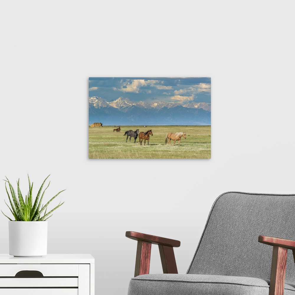 A modern room featuring Heard of horses in hayfield, San Luis Valley.