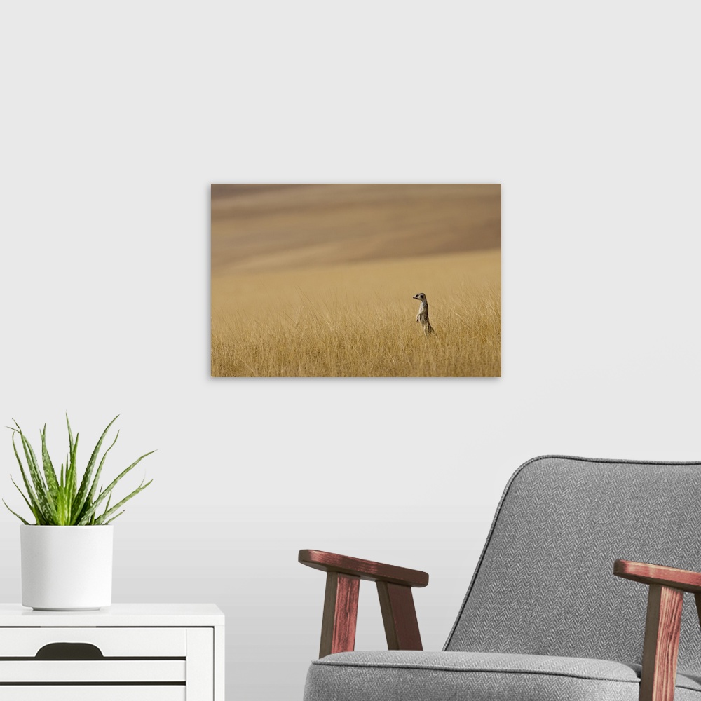 A modern room featuring Hoarusib Valley, Namibia. Africa. A Meerkat stands tall in the prairie grass.
