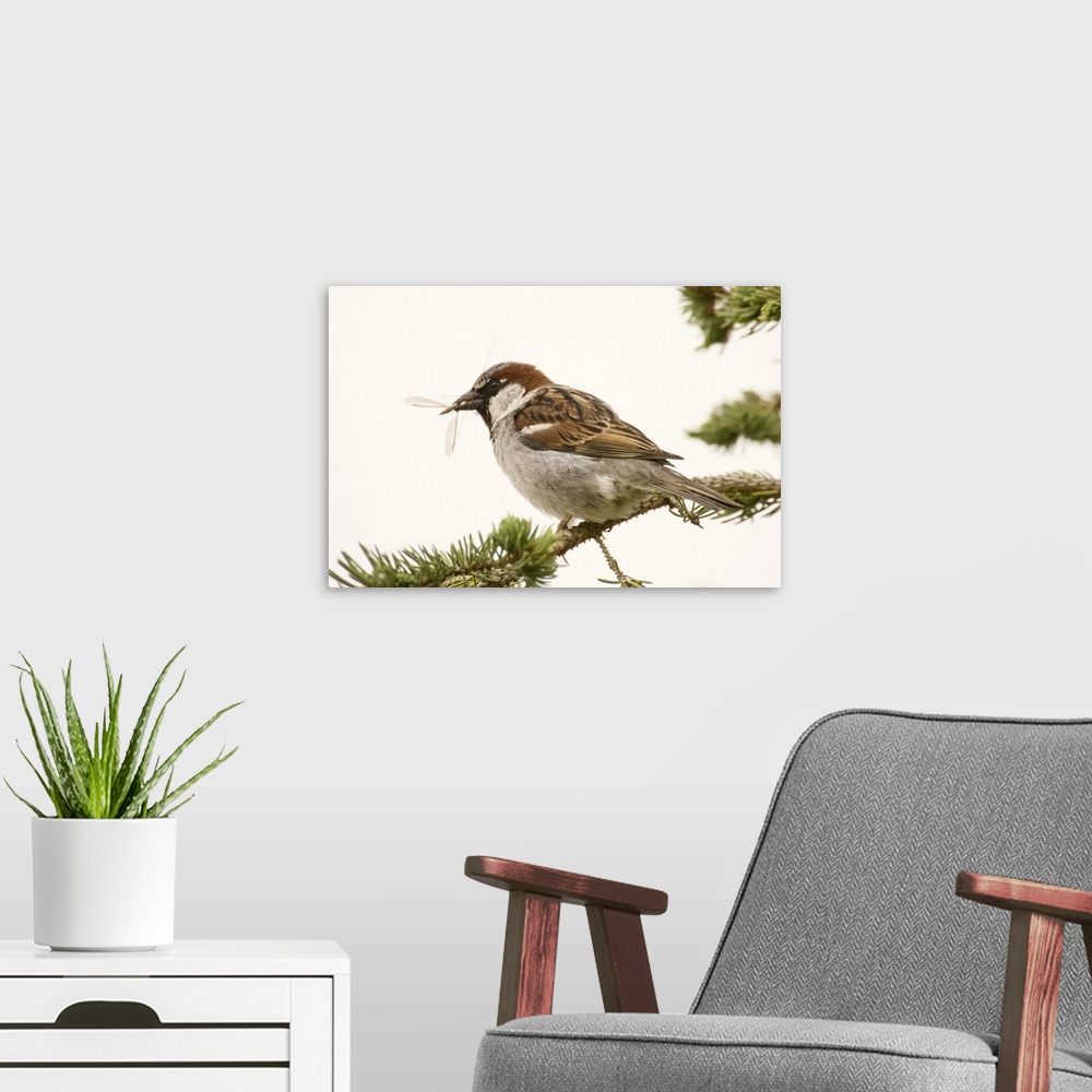 A modern room featuring George Reifel Migratory Bird Sanctuary, British Columbia, Canada. House sparrow sitting on a bran...