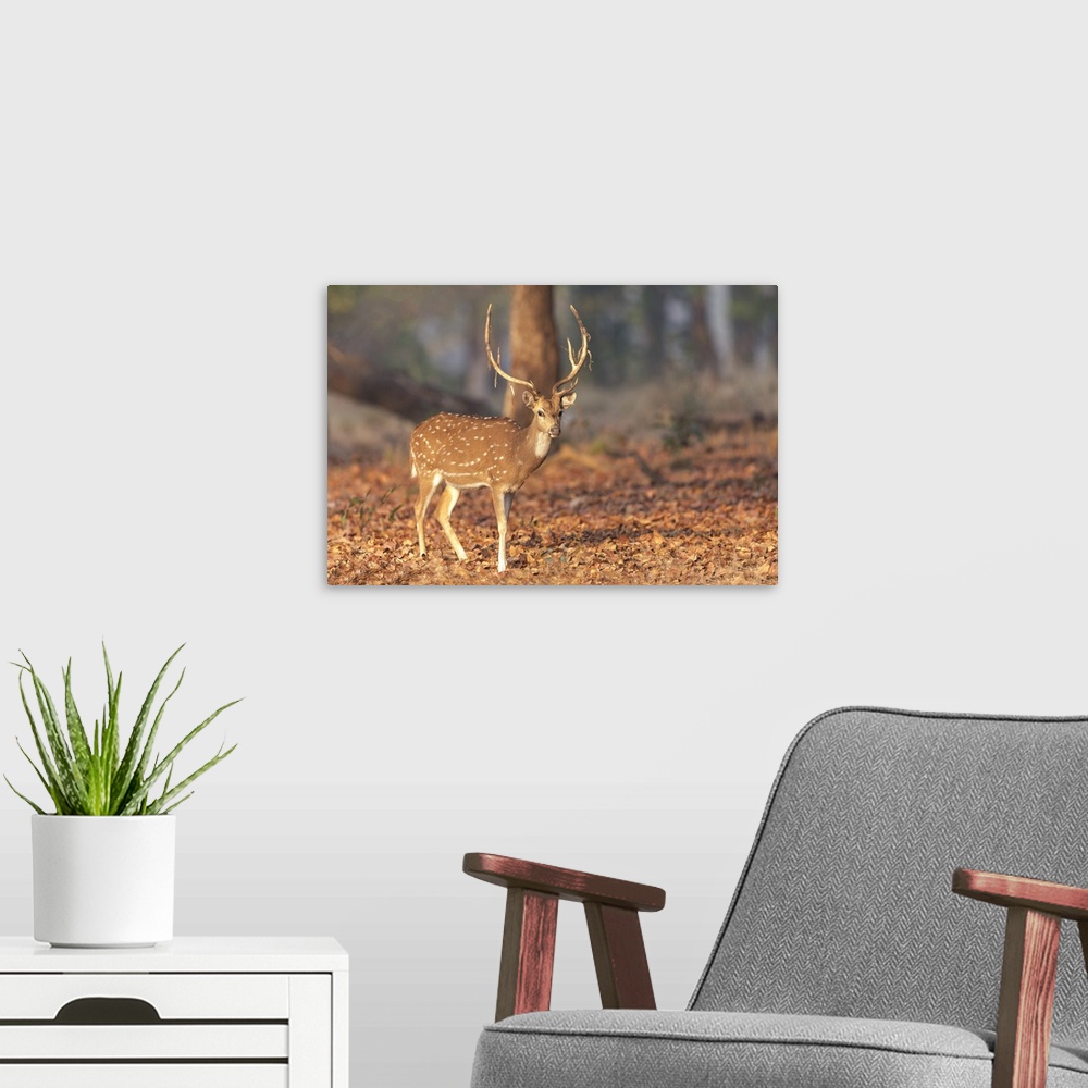 A modern room featuring India, Madhya Pradesh, Kanha National Park. Portrait of a spotted deer with the old velvet hangin...