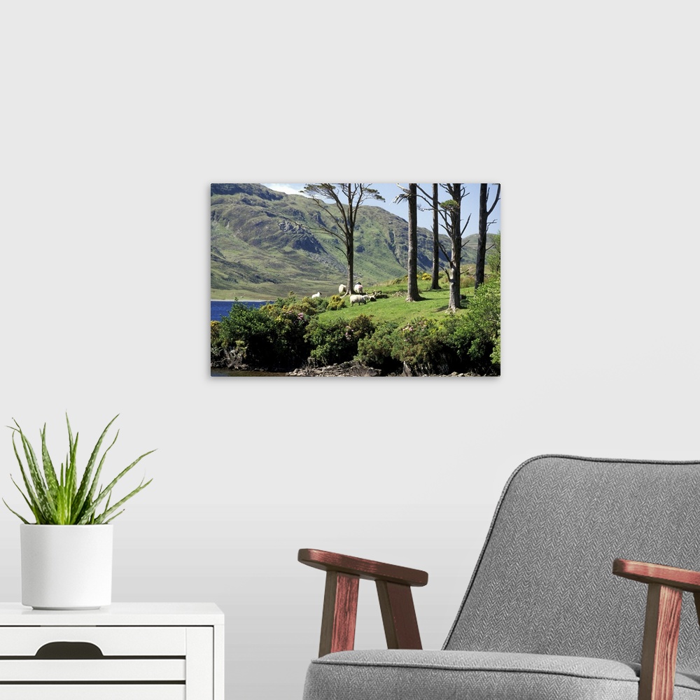 A modern room featuring Europe, Ireland, County Mayo, Dho Lough. Sheep grazing.