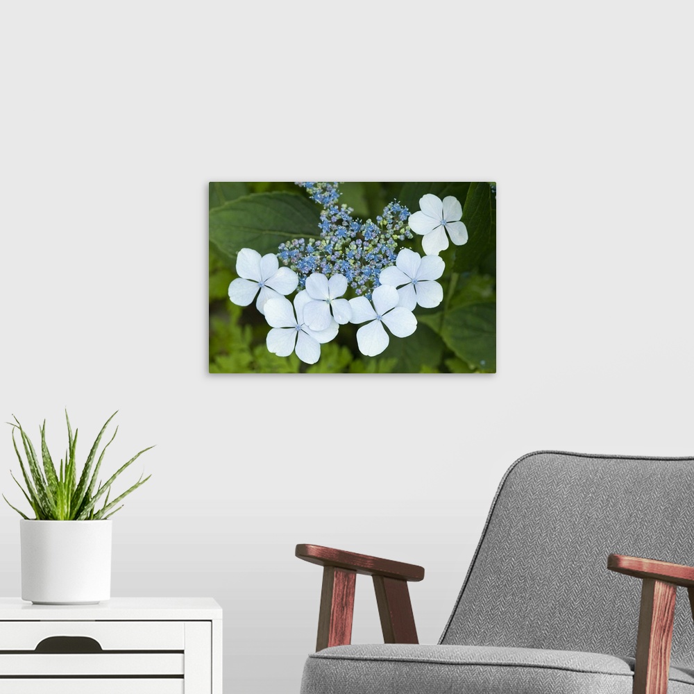 A modern room featuring Issaquah, Washington State, USA. Bluebird hydrangea shrub in bloom.