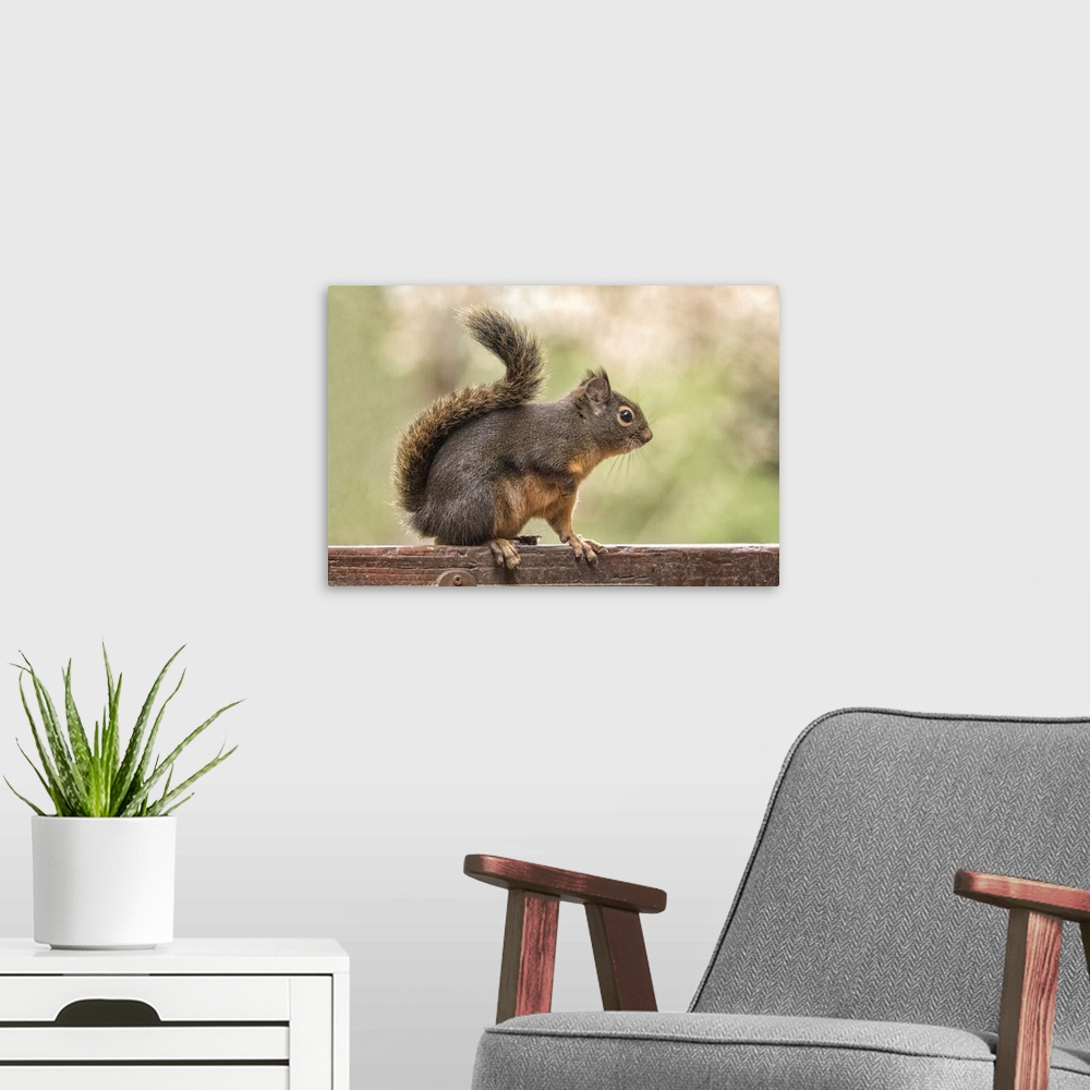 A modern room featuring Issaquah, Washington State, USA. Douglas squirrel resting on the back of a wooden bench.