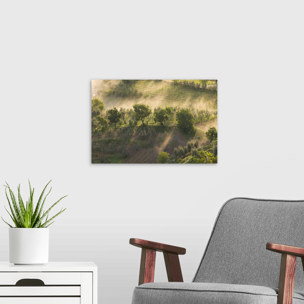 A modern room featuring Italy, Tuscany, Fog wafts through trees below Montalcino.