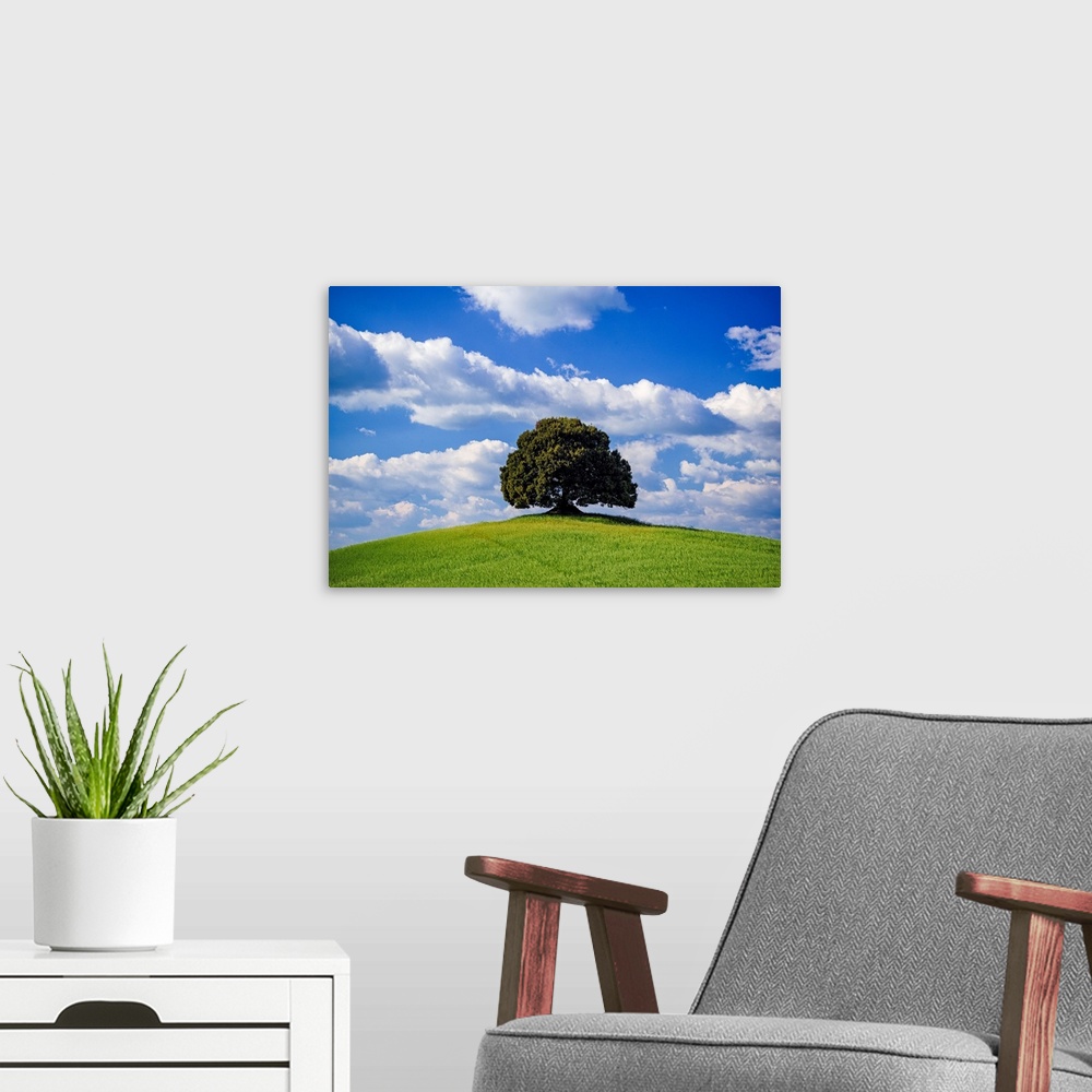 A modern room featuring Italy, Tuscany, Val d'Orcia. Tree on hilltop. Credit: Jim Nilsen