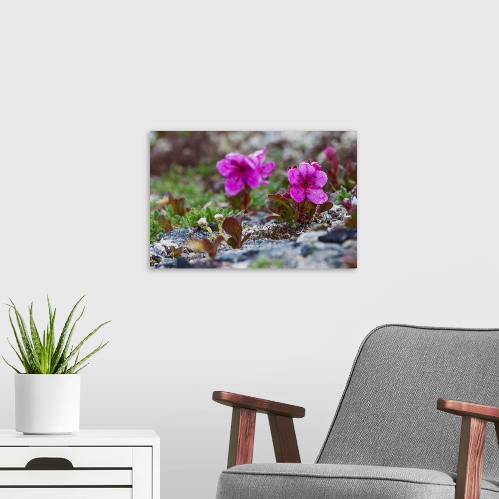 A modern room featuring Kamchatka Rhododendron, Spring Rain.